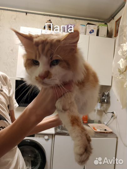 Котята мейн-кун