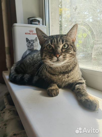 Полосатый котик Тигруля ищет дом