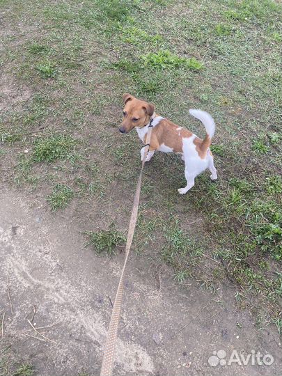 Передержка животных