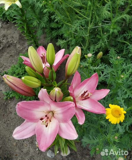 Лилии луковицы