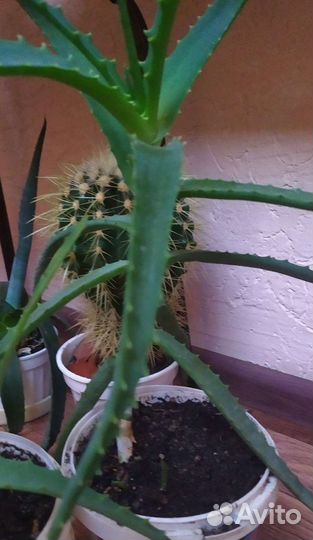 Алоэ древовидное