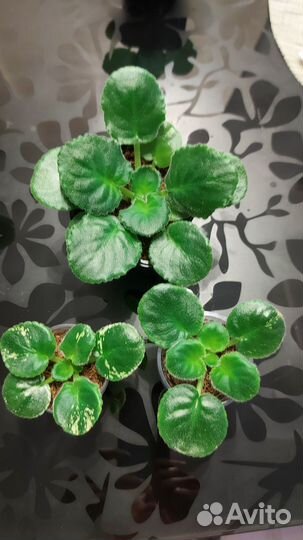 Фиалка белая