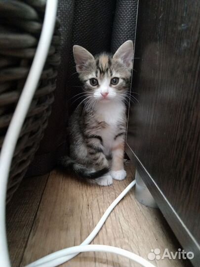 Котята в добрые и любящие руки. Бесплатно