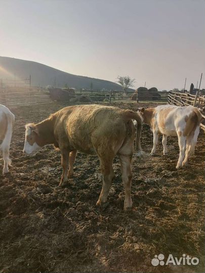 Домашние бычки и телки