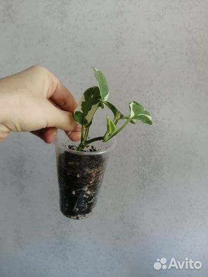 Эпипремнум, сциндапсус, филодендрон