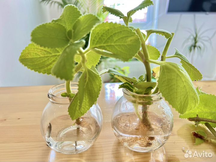 Комнатная мята