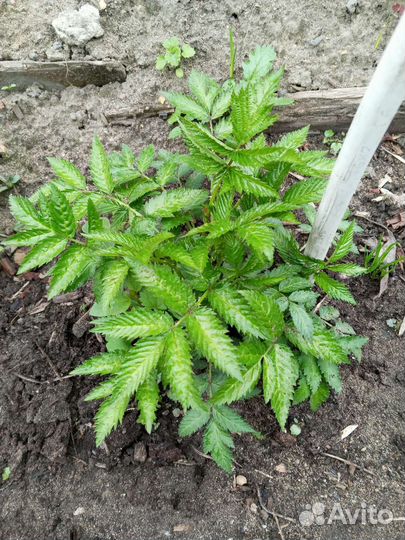 Туя смаранг, гортензия и цветы многолетники