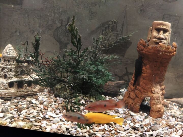 Хромис красавец подростки