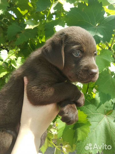 Щенки лабрадора