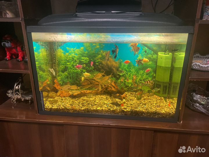 Аквариумные рыбки