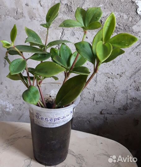 Комнатные цветы