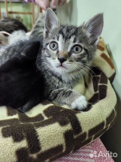 Котики