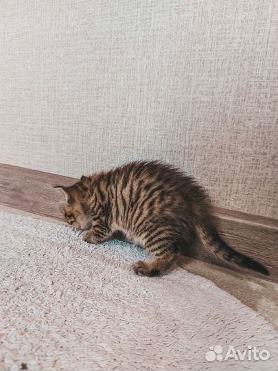Продам британского котёнка