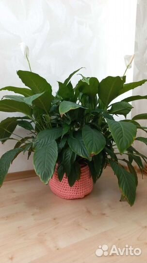 Кашпо для цветов