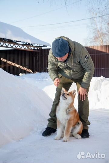 Дрессировка собак опытным кинологом