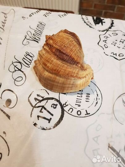 Ракушки, рапаны