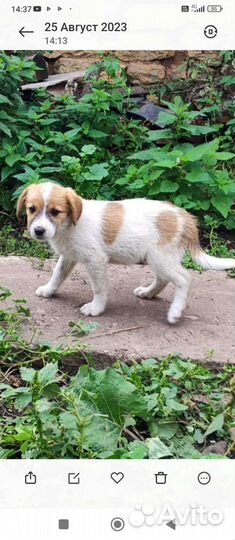 Щенок мальчик в добрые руки