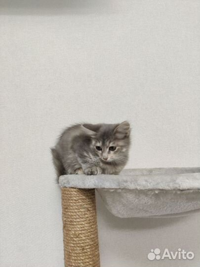 Котёнок