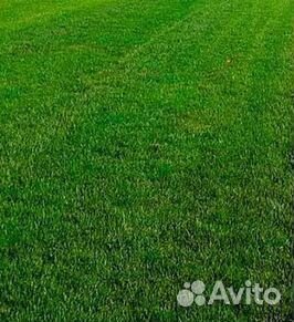Газон рулонный