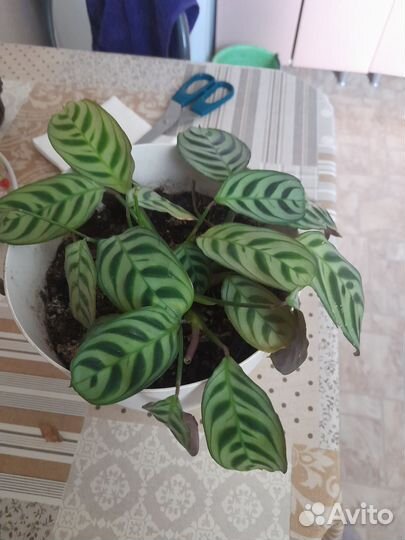 Замиокулькас и Калатея