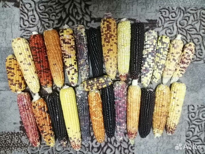 Кукуруза на семена