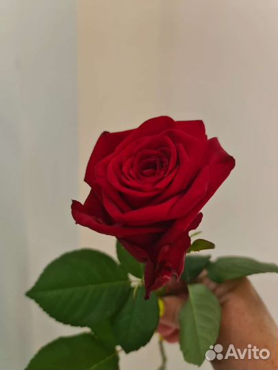 Розы и букеты