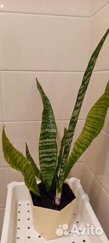 Сансевиерия