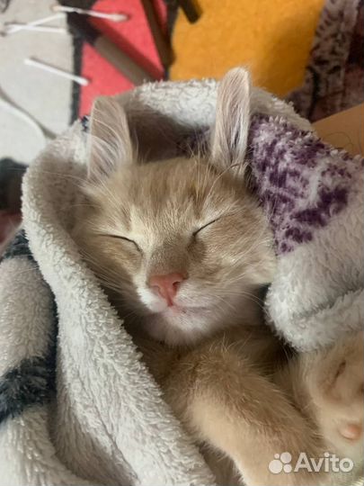 Случка кошки