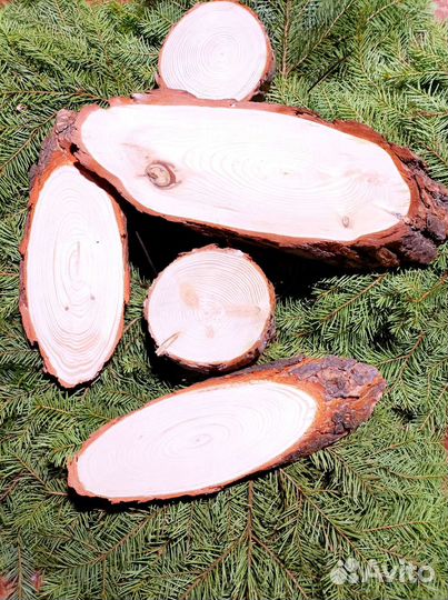 Торцевые спилы деревьев