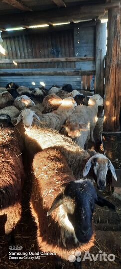 Курдючные бараны овцы