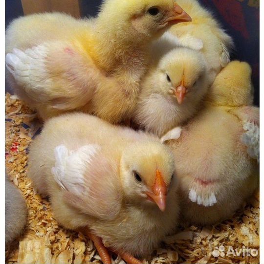 Цыплята бройлер.Куры несушки.Цесарки.Фазаны