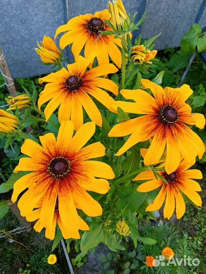 Семена многолетних цветов