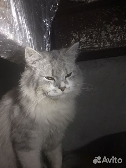 Кот породистый