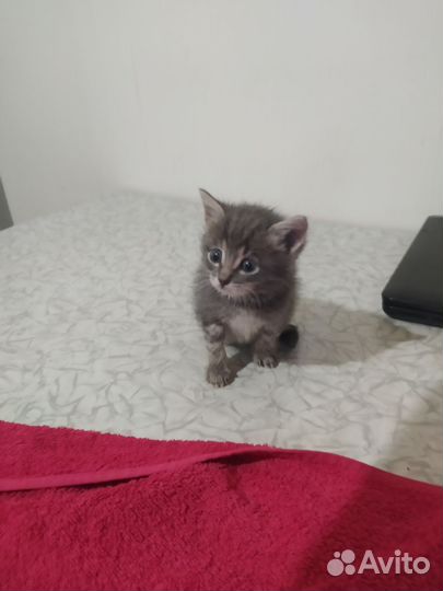 Котёнок