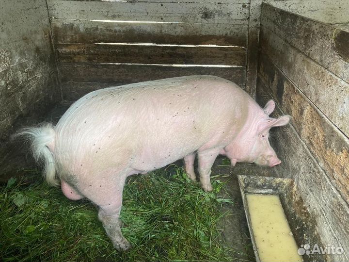 Продаю хряка