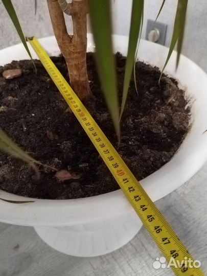 Пальма драцена