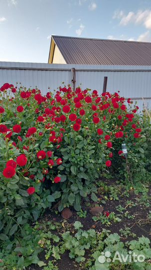 Георгины корни