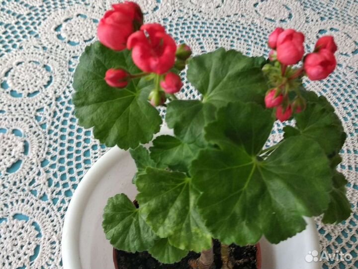 Пеларгония french vanilla