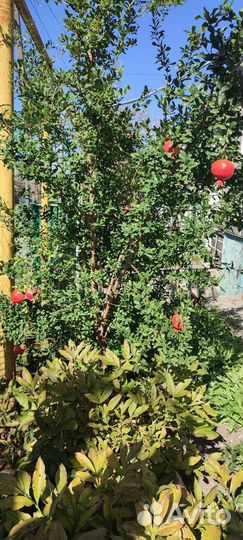 Гранат (саженцы)