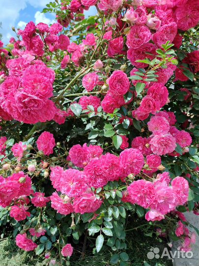 Роза плетистая