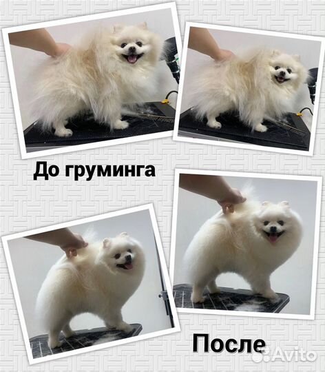 Груминг шпицев от заводчика-породника