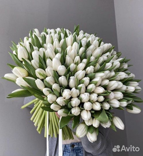 101 белый тюльпан
