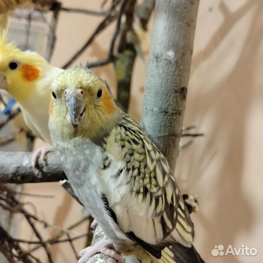 Попугай корелла