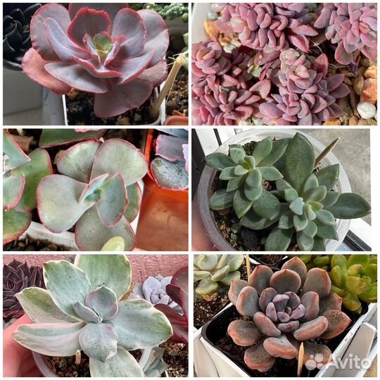 Суккуленты