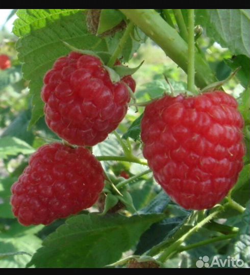 Малина ремонтантная