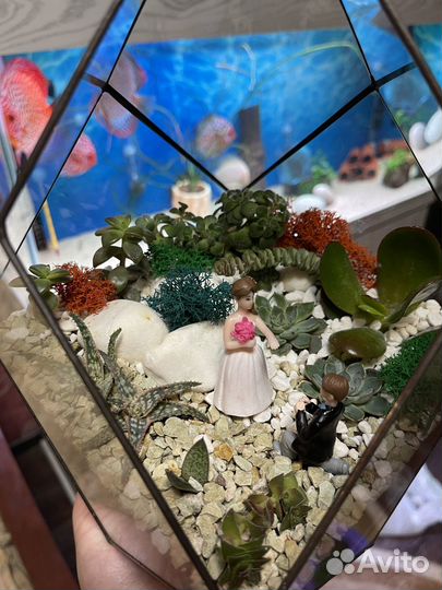 Флорариум суккуленты