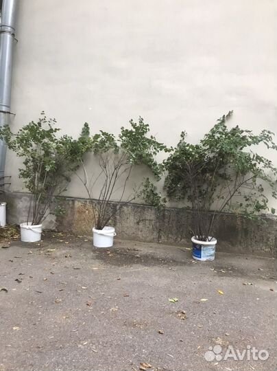 Снежноягодник саженцы