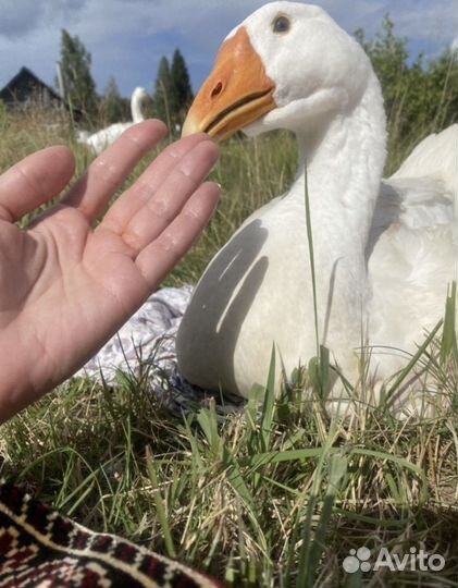 Инкубационное яйцо гусей