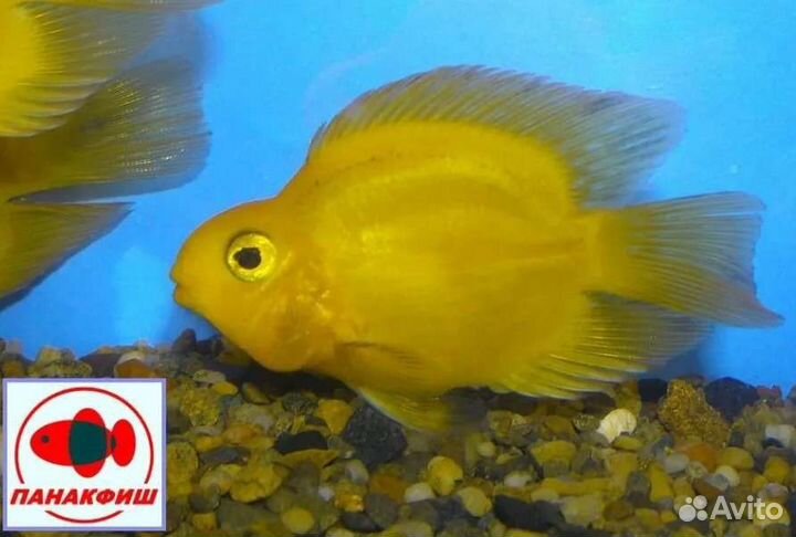 Попугай красный