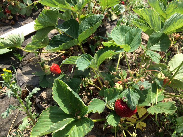 Участок 6,2 сот. (СНТ, ДНП)